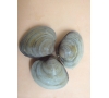 Little neck clam